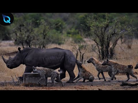 HIENA CAANDO E COMENDO RINOCERONTE AINDA VIVO