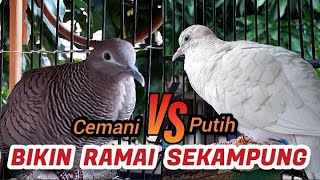 Download lagu Perkutut Putih Gacor Vs Cemani Gacor mp3 Download lagu Perkutut Putih Gacor Vs Cemani Gacor mp3