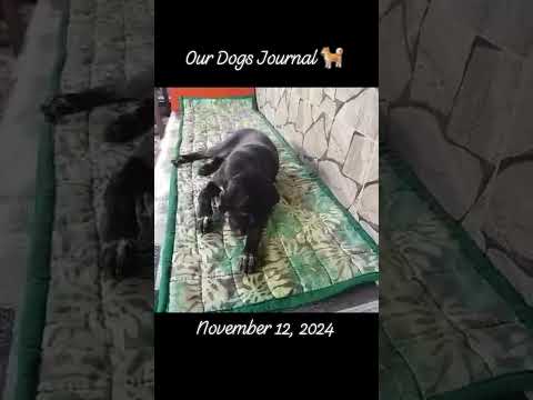 #111224 #ourdogsjournal #oneofourdogs #dog #dogs #dogsday #dogsvideo #dogshorts #dogslife (1)