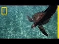 Saving Sea Turtles In The Solomon Islands Short Film Showcase