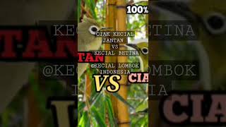 Download lagu Ciak kecial kuning / kecial jantan vs betina mp3 Download lagu Ciak kecial kuning / kecial jantan vs betina mp3