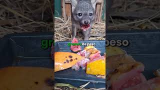 Este zorro cañero llegó a nuestras instalaciones siendo bebé