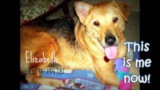 Elizabeth's Story.... the story of a stray.