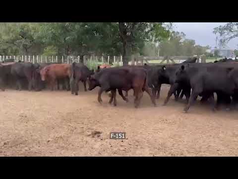 Lote 80 Novillitos en Catriló, La Pampa