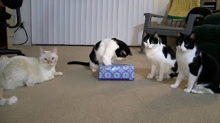 CATS vs. TISSUE BOX!  |  CUTE CRAZY FUNNY CATS