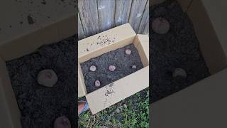 Potato Cardboard Box Experiment 🥔 || DHBG #gardeningtips #garden #houstonarea #potatoes