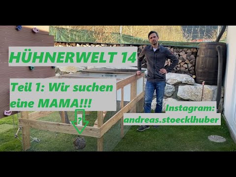 Hühnerwelt 14 Kunstbrut mit Naturbrut Aufzucht - Ein Versuch mit meinen Steinpiperl Teil 1 04 - 2021