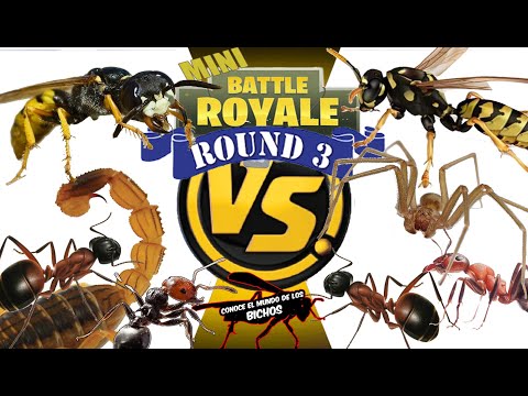 MINI BATTLE ROYALE - ROUND 3