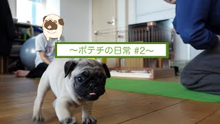 子パグのポテチ、初めてリードつけたよ！