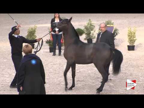 N.2 ELJE KIRVANA - DEAUVILLE 2015 - Yearling Fillies (Class 1A)