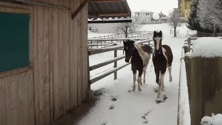 Unsere Fohlis sehn das erste mal Schnee (Dez. 2014)
