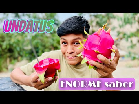 Pitaya V/ Undatus (Hylocereus undatus) - vídeo