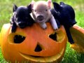 Moondog - Pigmy Pig 