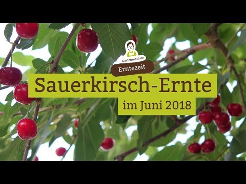 Sour cherry harvest in June 2018
