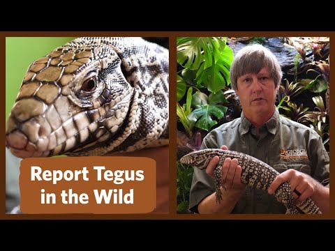 Argentine Black And White Tegus Found In Two Georgia Counties Argentine Black And White Tegus Found In Two Georgia Counties