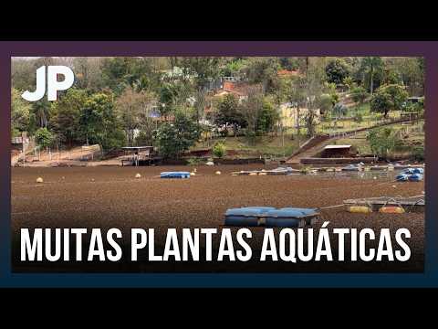 Plantas aquáticas tomam Rio Araguari e preocupam moradores de Indianópolis