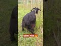 This Mother Goat Trying To Give Birth But It Didn T Happen Shorts Reels Trending Goat