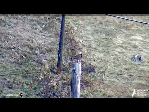 Osprey Flies Over Hellgate Nest And Eats Fish On Pole (Long Clip) – April 21, 2021