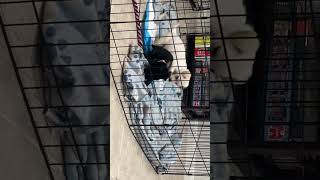 Video preview image #1 Labrador Retriever-Unknown Mix Puppy For Sale in The Woodlands, TX, USA