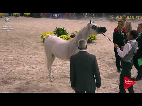 N.179 AJA EUROPA - Verona 2017 - 4-6 Years Old Mares (Class 7)