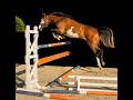 Jument - OC - 4 ans - CSO / Polyvalente - France