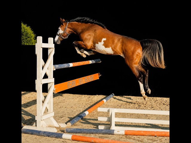 Jument - OC - 4 ans - CSO / Polyvalente - France
