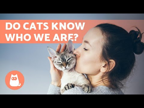 DO CATS RECOGNIZE US? 🐱👩🏻 Find out!