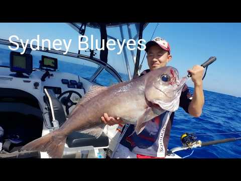 Deep dropping for big blue eyes | Trevalla | Shimano beastmaster 9000| Browns Mountain | Cruisecraft