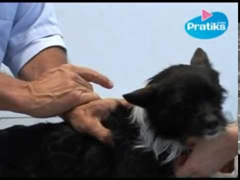 comment appliquer pipette anti puce chien