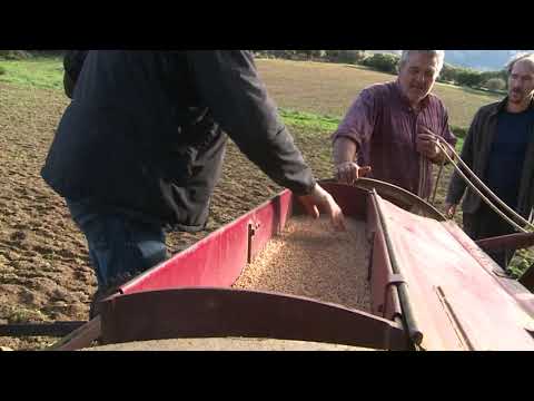 TEASER du BLÉ AU PAIN