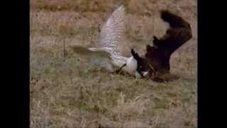 FALCON VS LARGE CANADA GOOSE