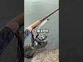 Expensive Vs Cheap Reels