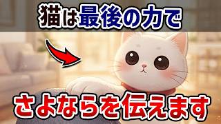 【見逃さないで】愛猫の最期のサイン7選【猫雑学】