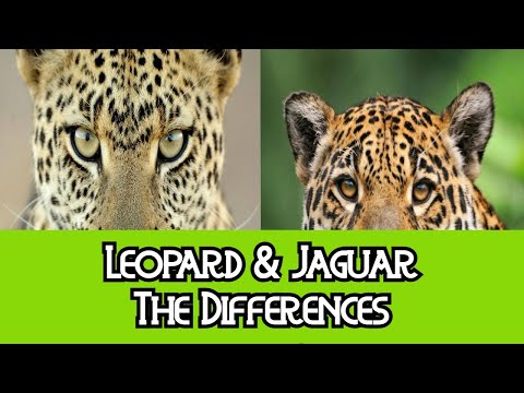 Leopard & Jaguar -The Differences