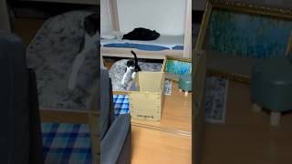 入れ替わるやつら #shorts