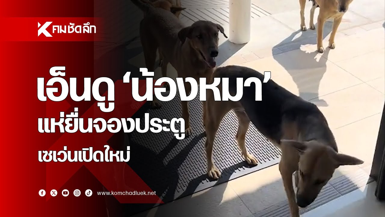 เมื่อเซเว่นเปิดใหม่ 'น้องหมา' ยื่นซองจองประตูกันไวมาก
