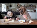 TWO DOGS DINING   YouTube