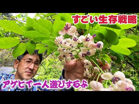 つる植物、屋外の食用バタフライピー、花、青、紫、ドリンク、ティー、カクテル