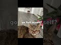 Glasses Cat