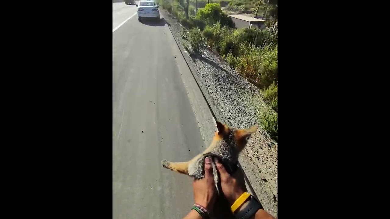 Homie Helps Out a Little Fox || ViralHog