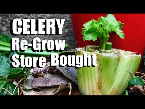 , title : 'How to Grow Celery the Easy Way From Organic Store Bought Celery (Inside or Outside)'