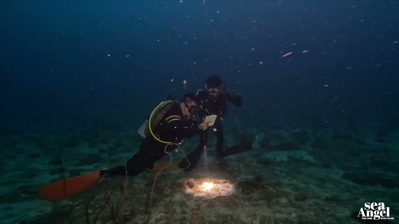 Join us for a dive and explore the endless wonders of the underwater world!