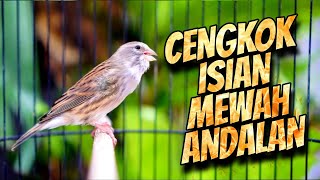 Download lagu PALING DICARI - MASTERAN KENARI ISIAN BLACKTHROAT GACOR MEWAH DURASI PANJANG FAVORITE mp3 Download lagu PALING DICARI - MASTERAN KENARI ISIAN BLACKTHROAT GACOR MEWAH DURASI PANJANG FAVORITE mp3