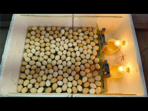, title : 'Incubator for Chicken Eggs || How To Make a BIG Egg Incubator at Home || Egg Incubator-Hatching Eggs'