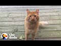 Guy Tries To Befriend A Stray Cat For Over A Year The Dodo