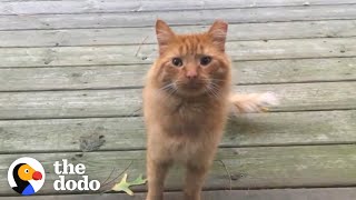 Guy Tries To Befriend A Stray Cat For Over A Year | The Dodo