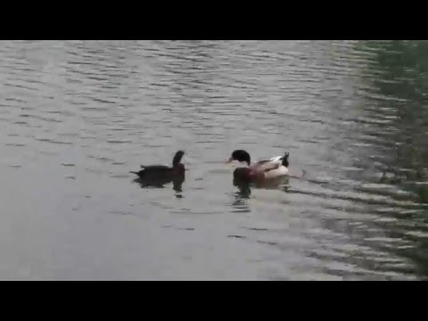 ANATRE AL LAGO A BOVES. (CN) 22 - 5 - 2016