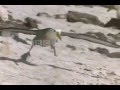 Животный мир Антарктиды.mp4 