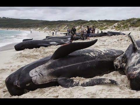 The Real Reason We See The Suffering & Destruction All Around Us*How To Rise Above & Heal The Earth*