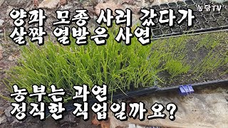 양파 모종 사러 갔다가 살짝 열받은 사연/농부는 과연 정직한 직업일까?